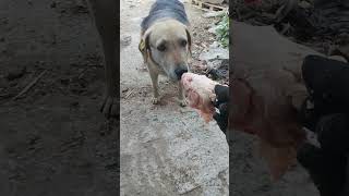 что у нас на обед🐕🐶🦮🔥#shorts #собака #собаки #животные #домашниеживотные