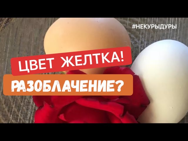Про яйца. От чего зависит цвет яичного желтка. Кормление кур несушек