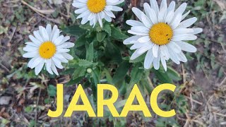 Jarac - 01.07.-10.07.