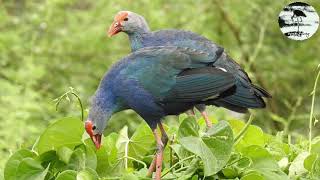 Suara asli burung Mandar biru atau Mandar batu besar cocok untuk suara pikat jaring gantung malam