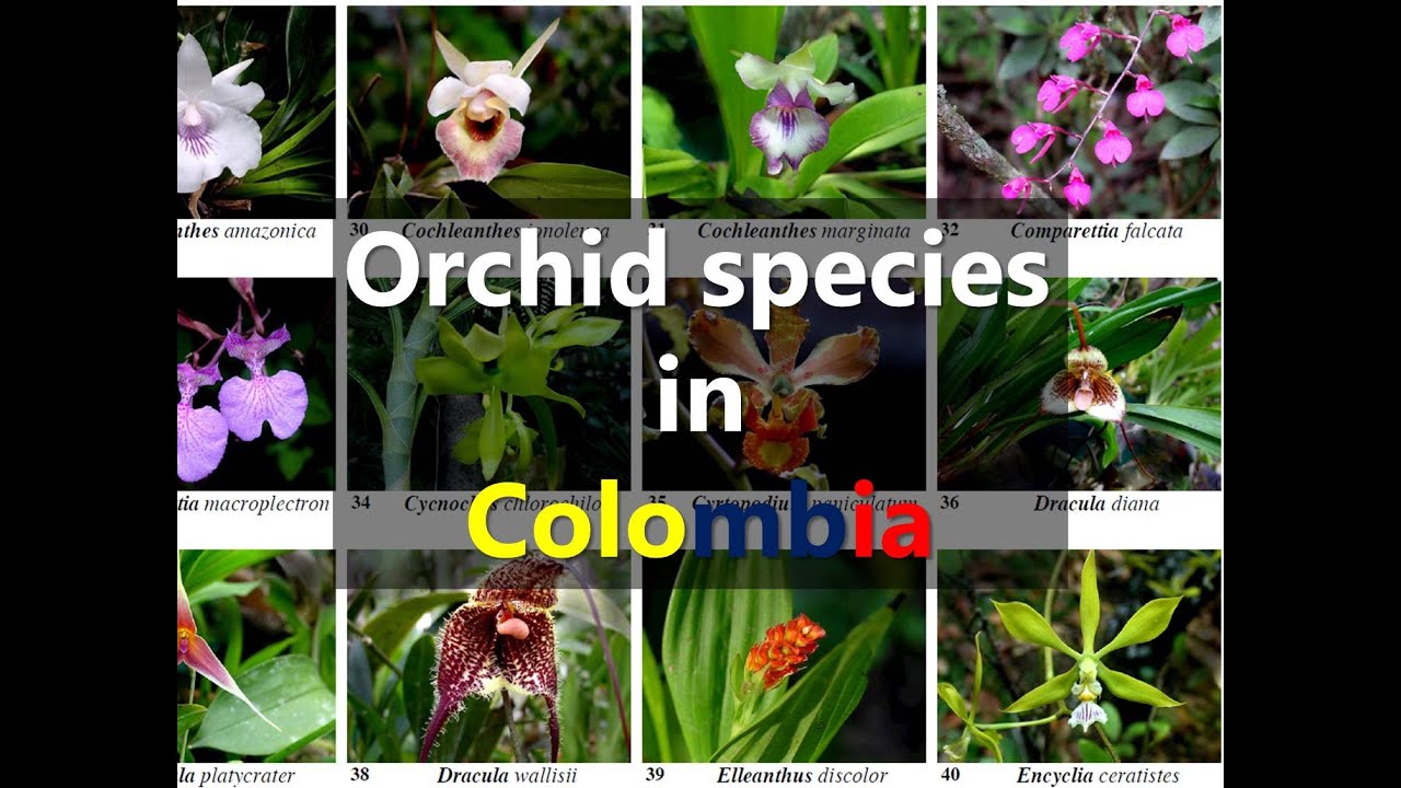 Orchid Species