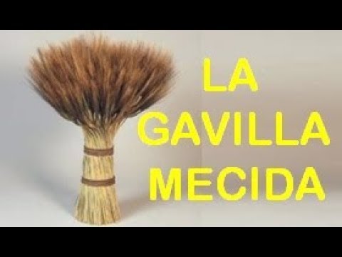 Video: ¿Qué significa traer las gavillas?