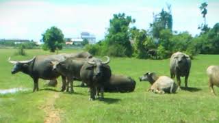 Buffalo Work to eating grass in the water #VD My Pets #buffalo #buffalovideo #breakingnews #vd