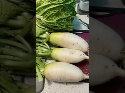 Бейне: Daikon: алып шалғамның пайдалы және зиянды қасиеттері