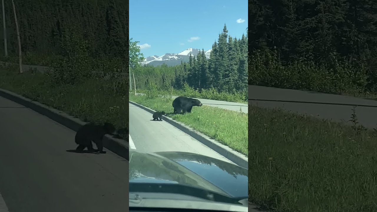 Frustrated Momma Bear Tosses Cub To Get It Across Road Safely ViralHog