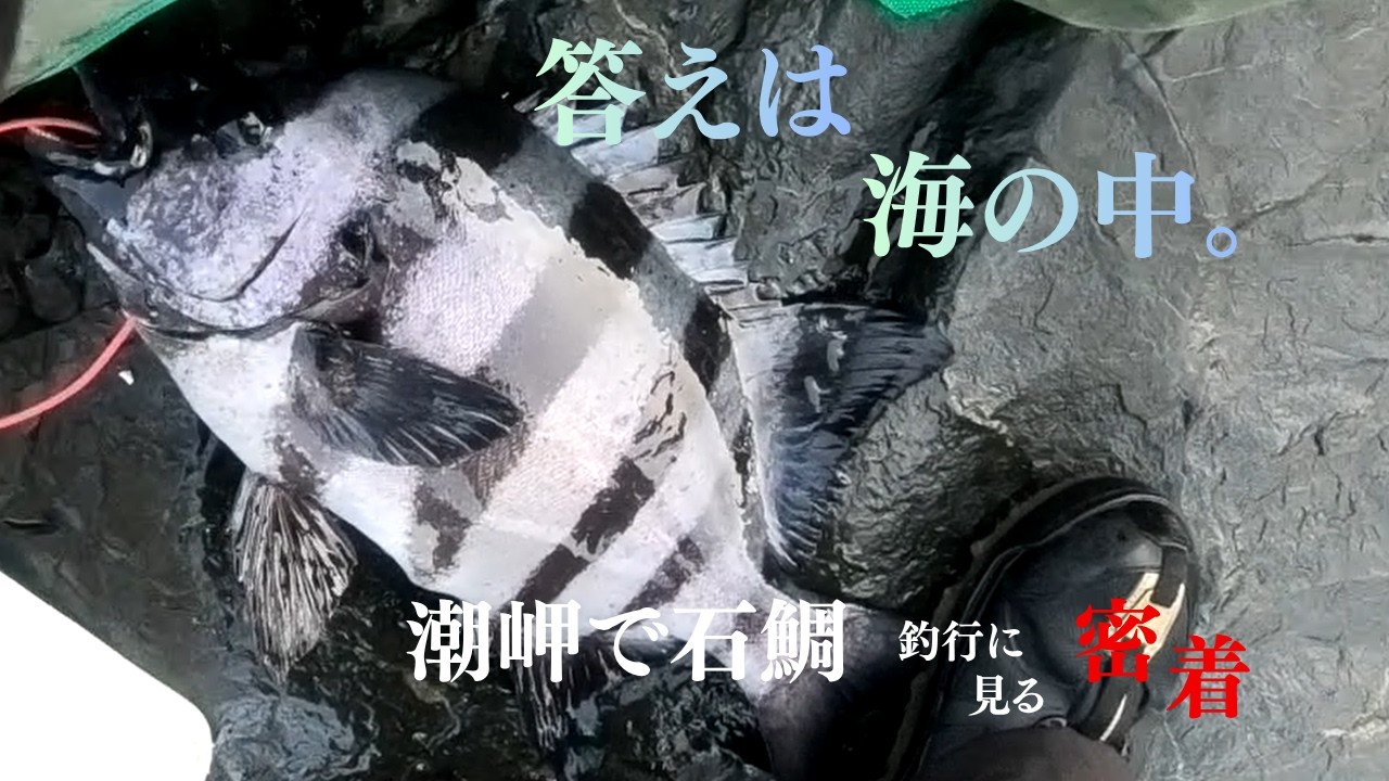 まだ見ぬ幻の一尾を追って | 石鯛釣り Test Again | 幻を追うものは