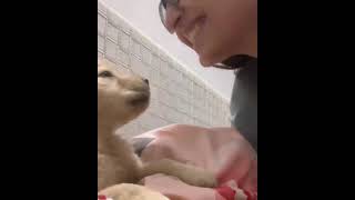 kissing puppy training  home training