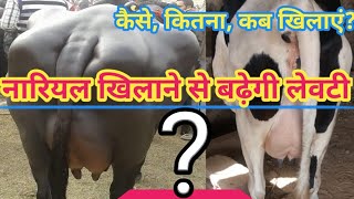 लेवटी बढ़ाने के लिए नारियल का उपयोग Use of coconut powder for udder development ब्याने से पहले खिलाएं