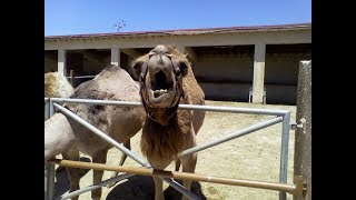 Camel Park in Mazotos