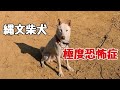 【縄文柴犬】極度恐怖症 Dog Rescue A&R