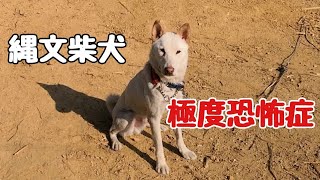 【縄文柴犬】極度恐怖症 Dog Rescue A&R