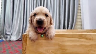 Golden Retriever Puppies cannot climb over high walls [ So Funny ]