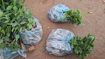 Bán buôn bán lẻ cây chè xanh Thái Nguyên nhân giống từ cành 0977973535