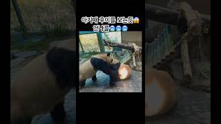 아기때 후이를 보는듯😱언냐를🥶🥶🥶#루이바오 #ruibao #panda #에버랜드판다월드 #에버랜드 #후이바오 #huibao