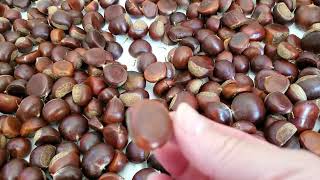 drying and inspecting chestnuts after hot water bath.