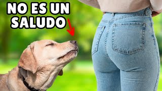 La verdadera (y extraña) razón por las que los perros OLFATEAN los TRASEROS by Zona Perros 546,963 views 5 months ago 9 minutes, 41 seconds