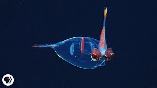 8 Incredible Deep Sea Oddities