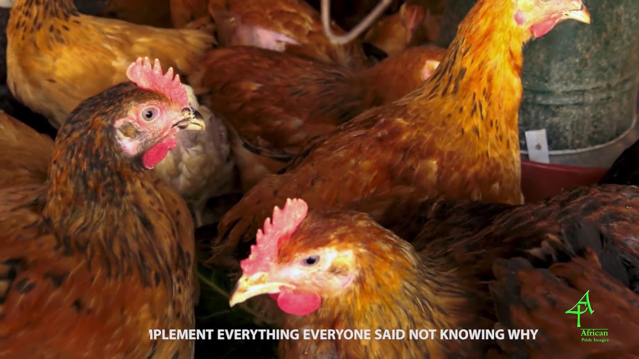 Poultry Farming in Kenya - everyone should watch this viral video