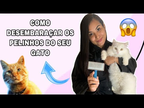 Vídeo: Melhores maneiras de criar gatos de pêlo longo e remover emaranhados