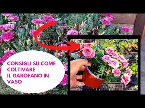 Video: Piantare semi di garofano - Come coltivare fiori di garofano