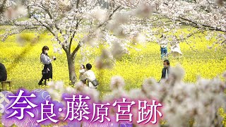 【美景】桜と菜の花　新たなスタートの春　奈良･橿原｢藤原宮跡｣Sakura in Nara【Cameraman’s  Eye】
