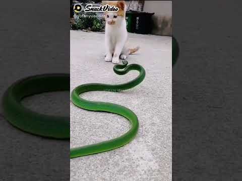 Video: Tabel Ramah Kucing Dengan Rumput Rumput Buatan