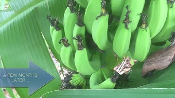 Banana Evolution: How They Grow Over Time