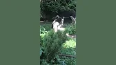 ВЕО ВЕО