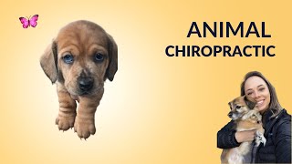 Animal Chiropractic by Dr. Cara Olsen 86 views 10 months ago 1 minute, 54 seconds