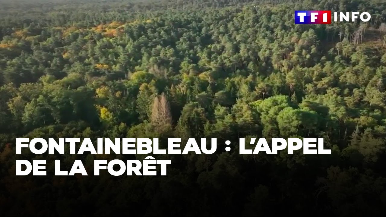 Fontainebleau : l'appel de la forêt