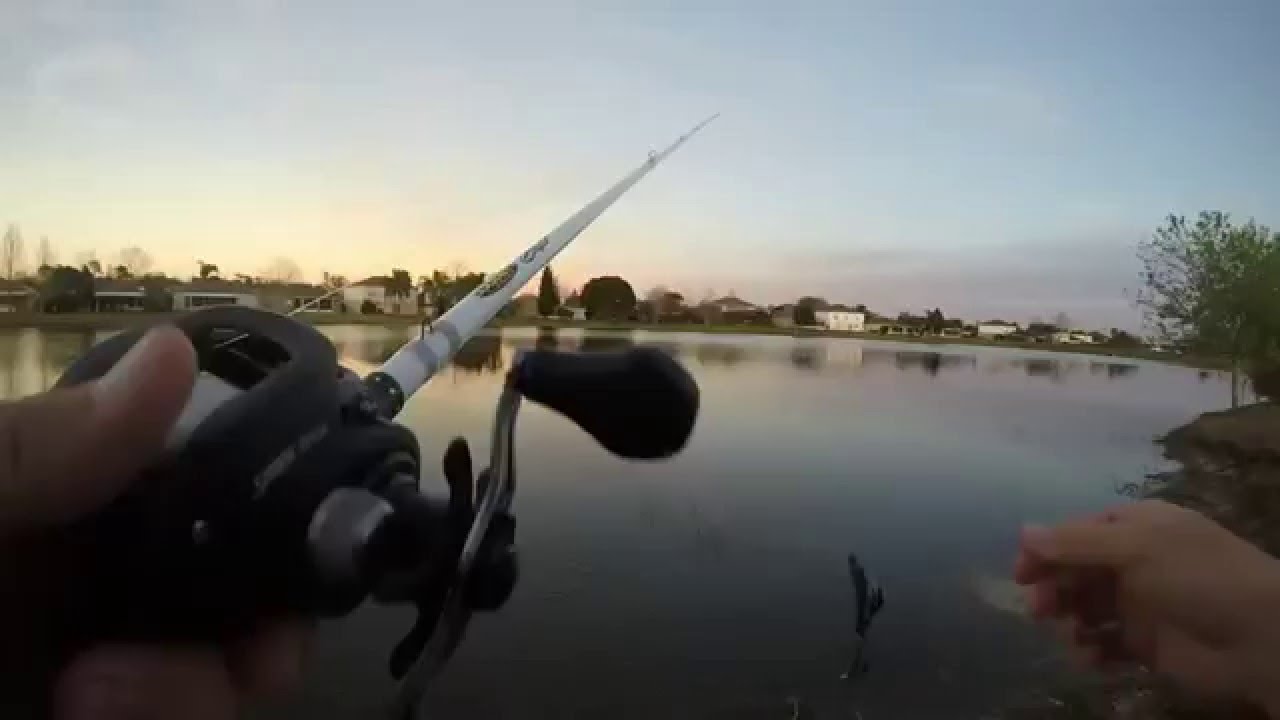 Largemouth Bass Fishing on Beds YouTube