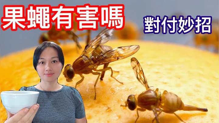 （39）如何杀灭果蝇？它们对我们的健康有害吗？他们有毒吗？如何才能摆脱它们？ - 天天要闻
