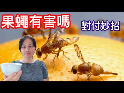 （39）如何殺滅果蠅？它們對我們的健康有害嗎？他們有毒嗎？如何才能擺脫它們？