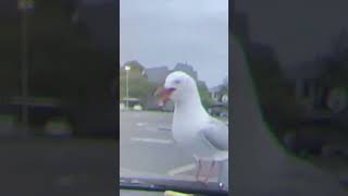 Sad Seagull