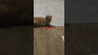 cats😹 cats😹