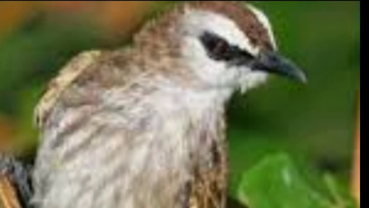 Kicau burung trucukan lagi berantem 