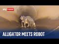 Incredible footage shows robot coming face-to-face with alligator