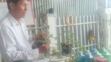 Thế đổ tiếp theo