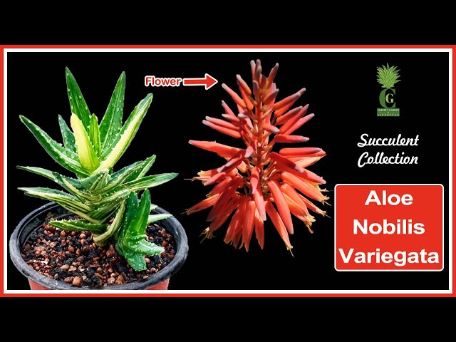 Aloe Nobilis Variegata (Cactus and Succulents)