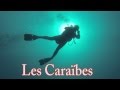 Les carabes