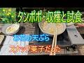 【タンポポ・収穫と試食】お花の天ぷら・スナック菓子だった 26/5/16