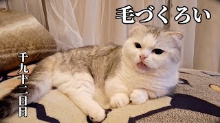 毛づくろい　こねこ成長日記　千九十二日目