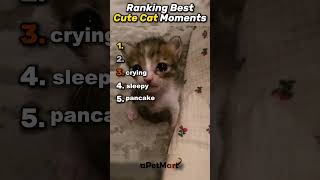 Top 5 Cats💀