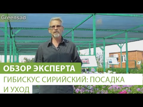 Гибискус сирийский: посадка и уход