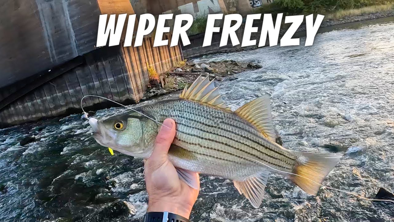 NonStop Fall Wiper and White Bass Fishing Below Two Different Spillways (Wiper Catch and Cook