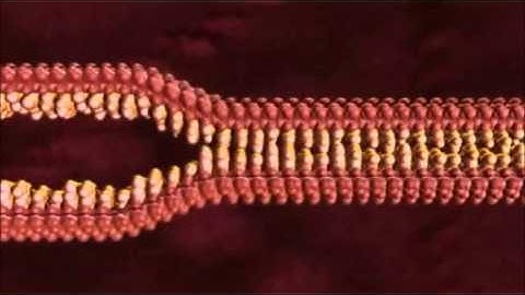 DNA replication in real time.