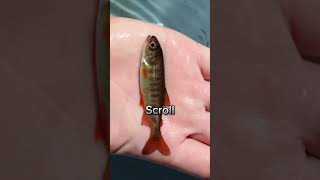 Your Fish If You