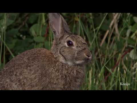 Video: Verschil Tussen Kangoeroe En Konijn