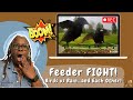 Rainy Day Bird Feeder Drama | Backyard Birds Battle for the Best Spot