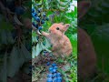 Some berries for bunny 🐰 #youtubeshorts #viralvideo #bunny #rabbit #cute #cutebunny